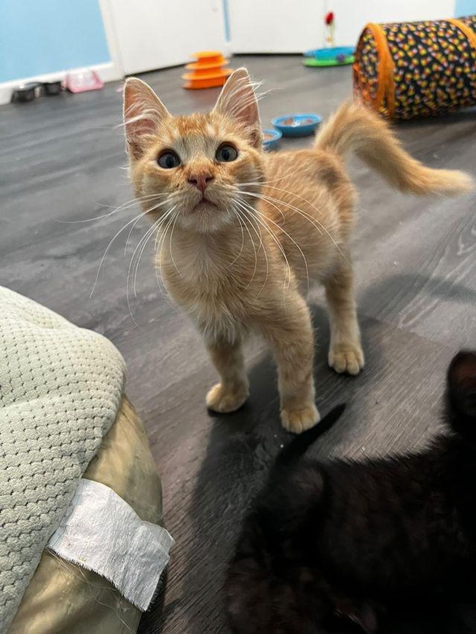 orange tabby, red the kitten