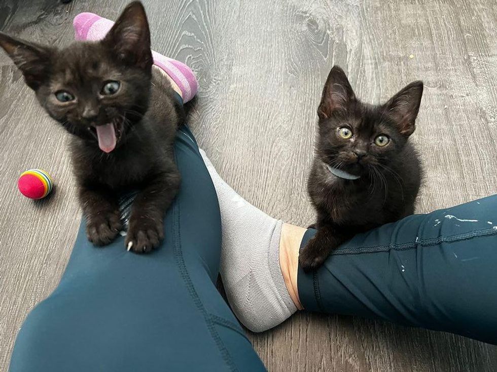 cute lap kittens