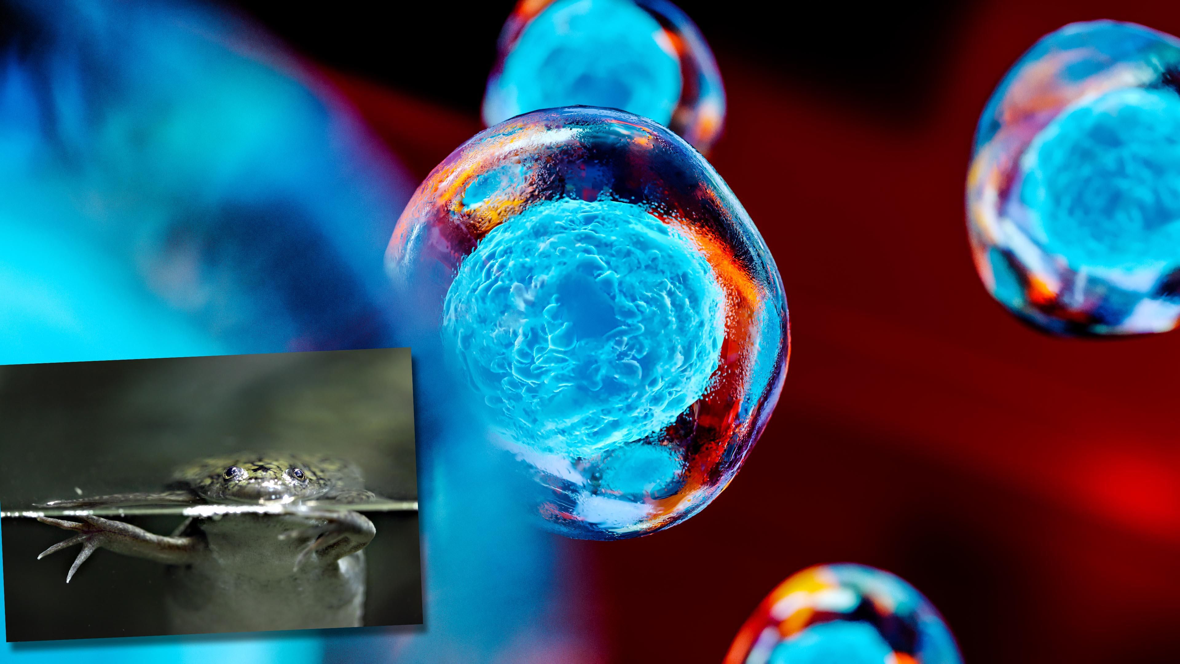 xenobot staminali robot replicanti