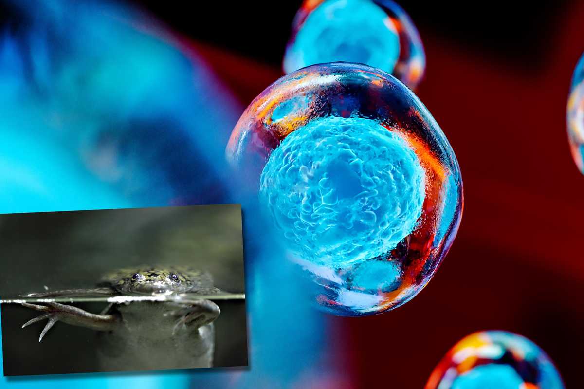 xenobot staminali robot replicanti