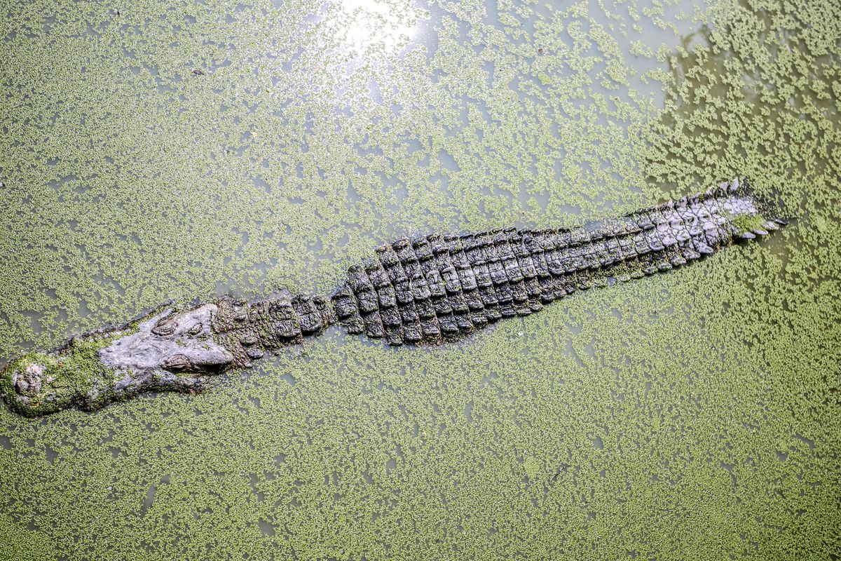 Alligator attack kills dog in Del Valle neighborhood