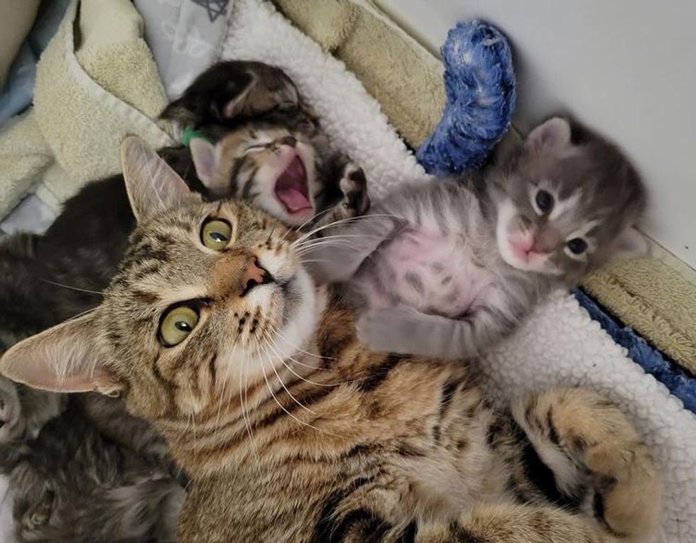 cat mom and babies