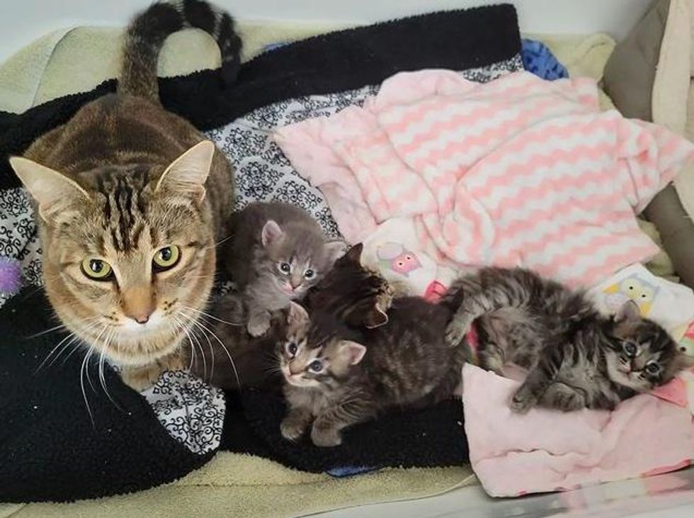 cat mom and kittens