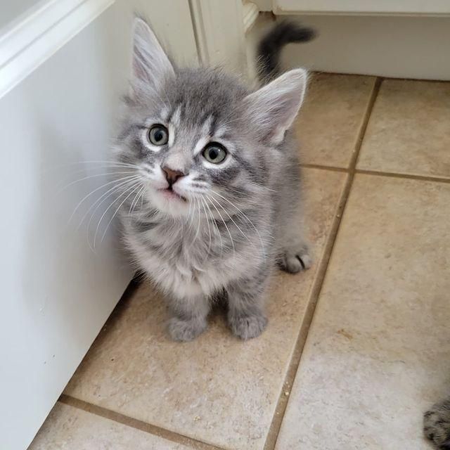 fluffy kitten