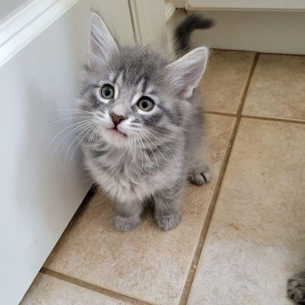 Cat Came Back to the Woman Who Helped Her Kittens, Now Waits for ...