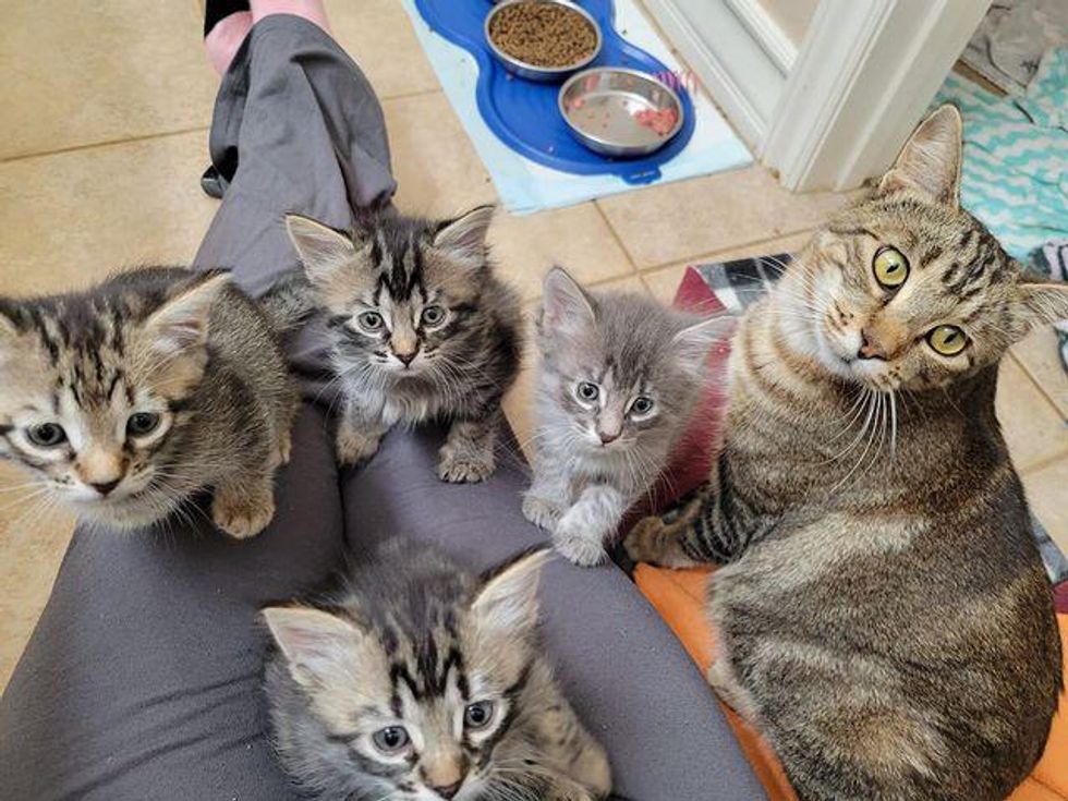 lap kittens, cat mom