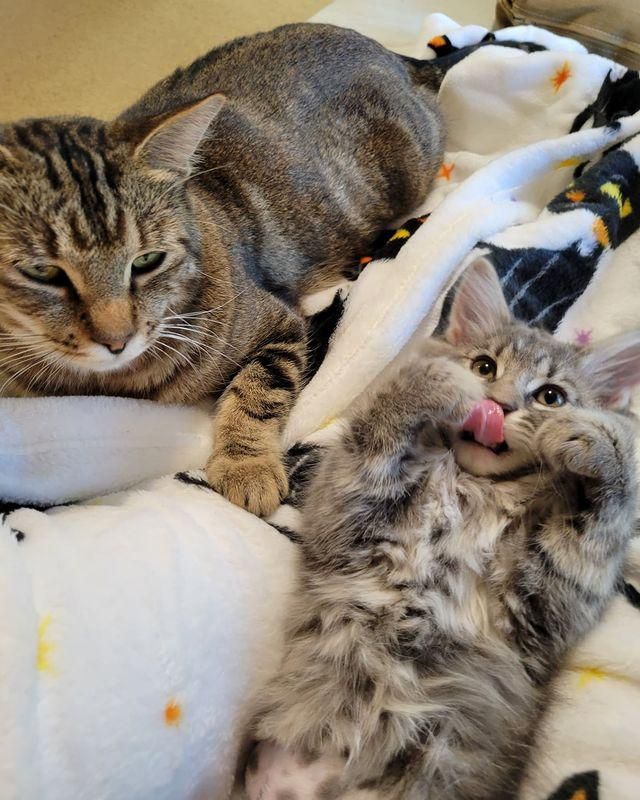 mom cat and kitten