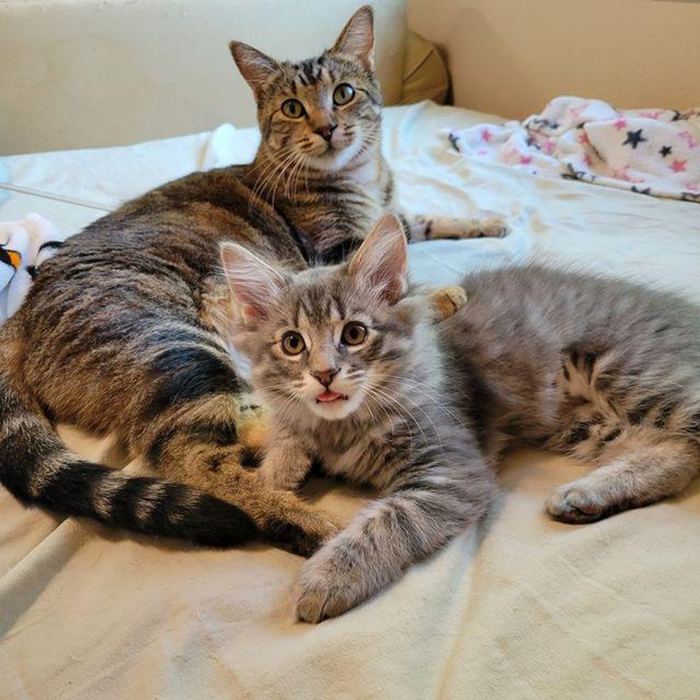 cat mom and kitten