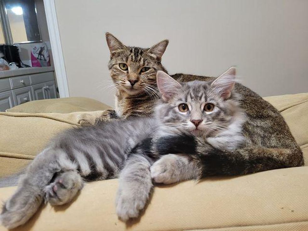 bonded pair, cat mom and kitten