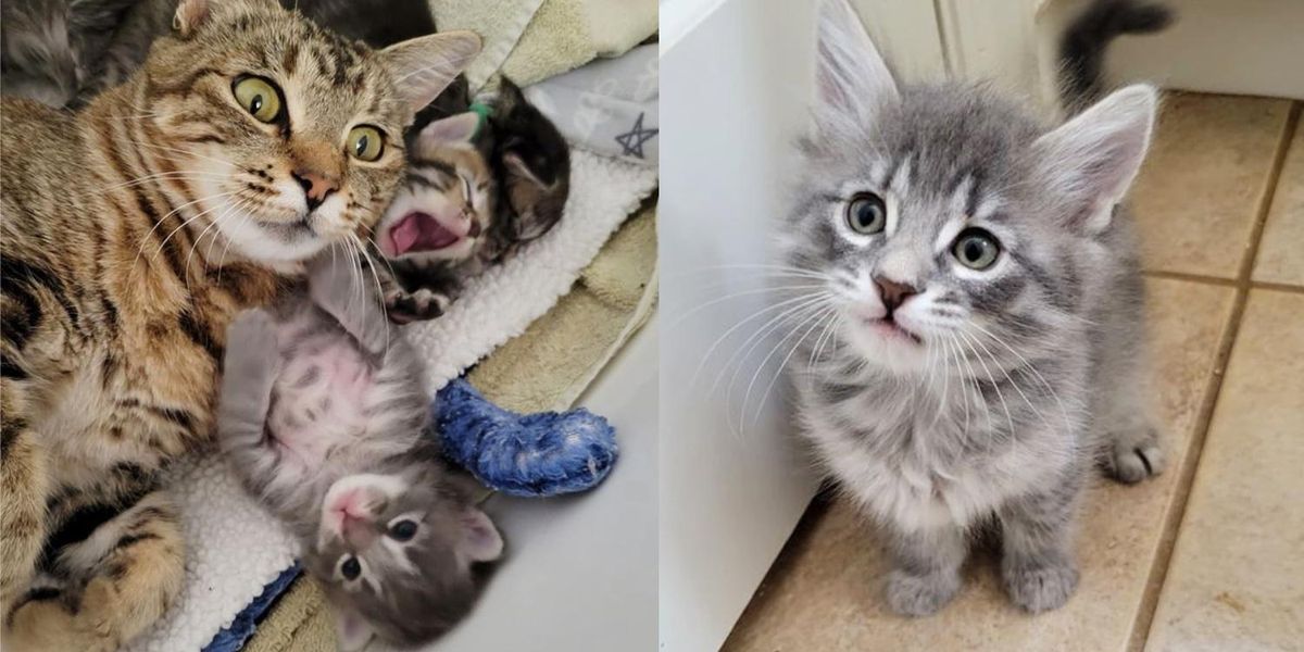 Cat Came Back to the Woman Who Helped Her Kittens, Now Waits for