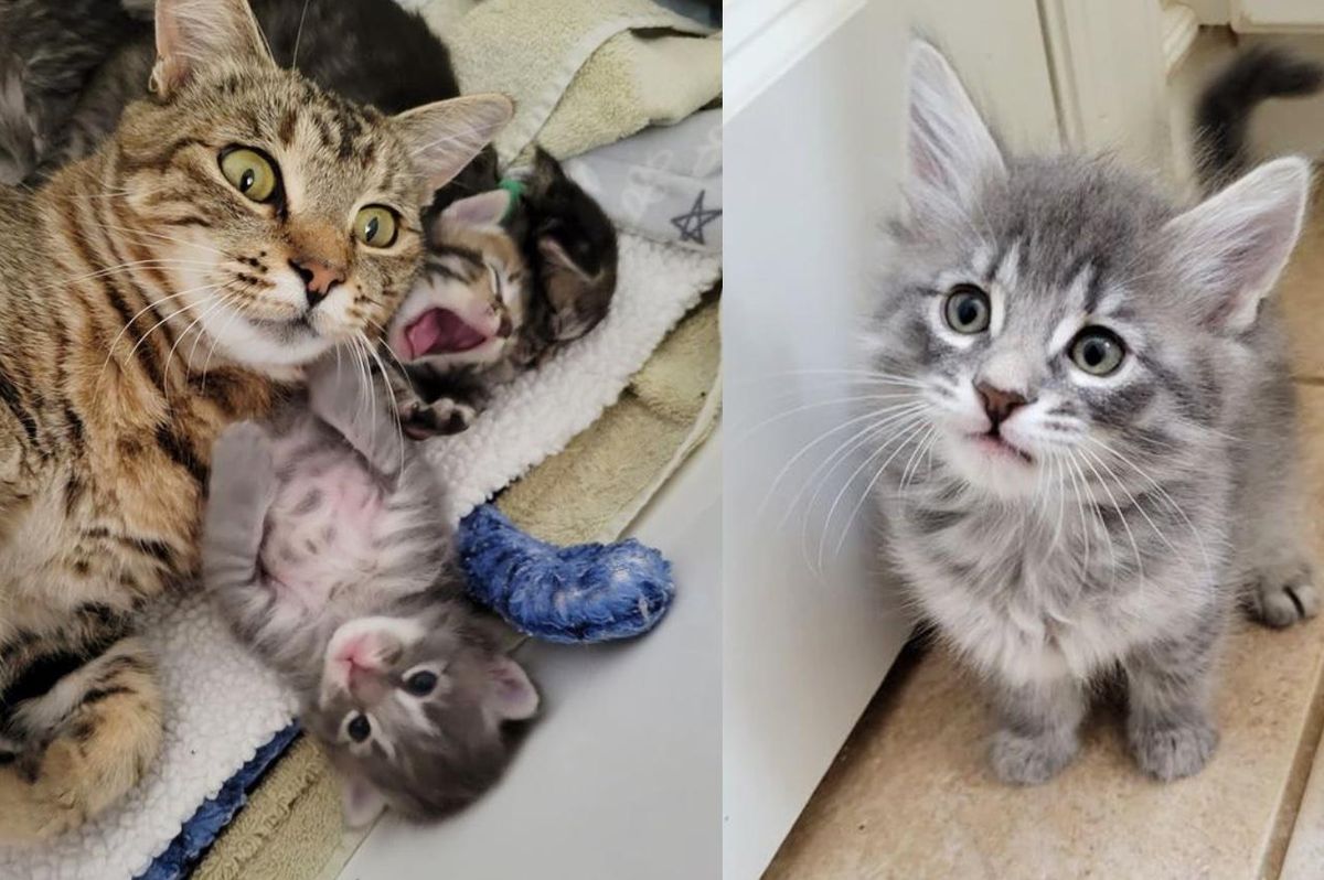 Cat Came Back to the Woman Who Helped Her Kittens, Now Waits for Perfect Home with Her Daughter