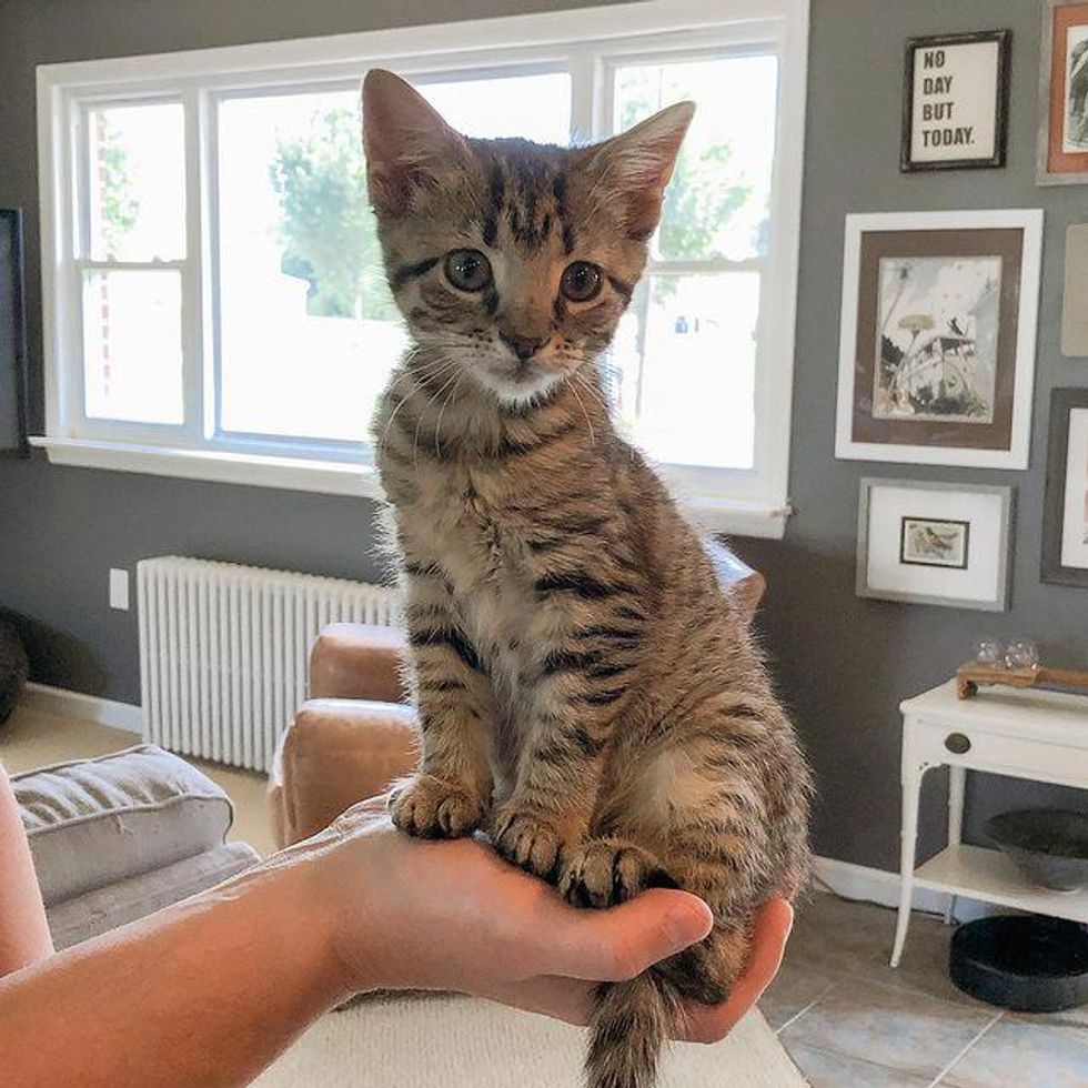 hand held kitten