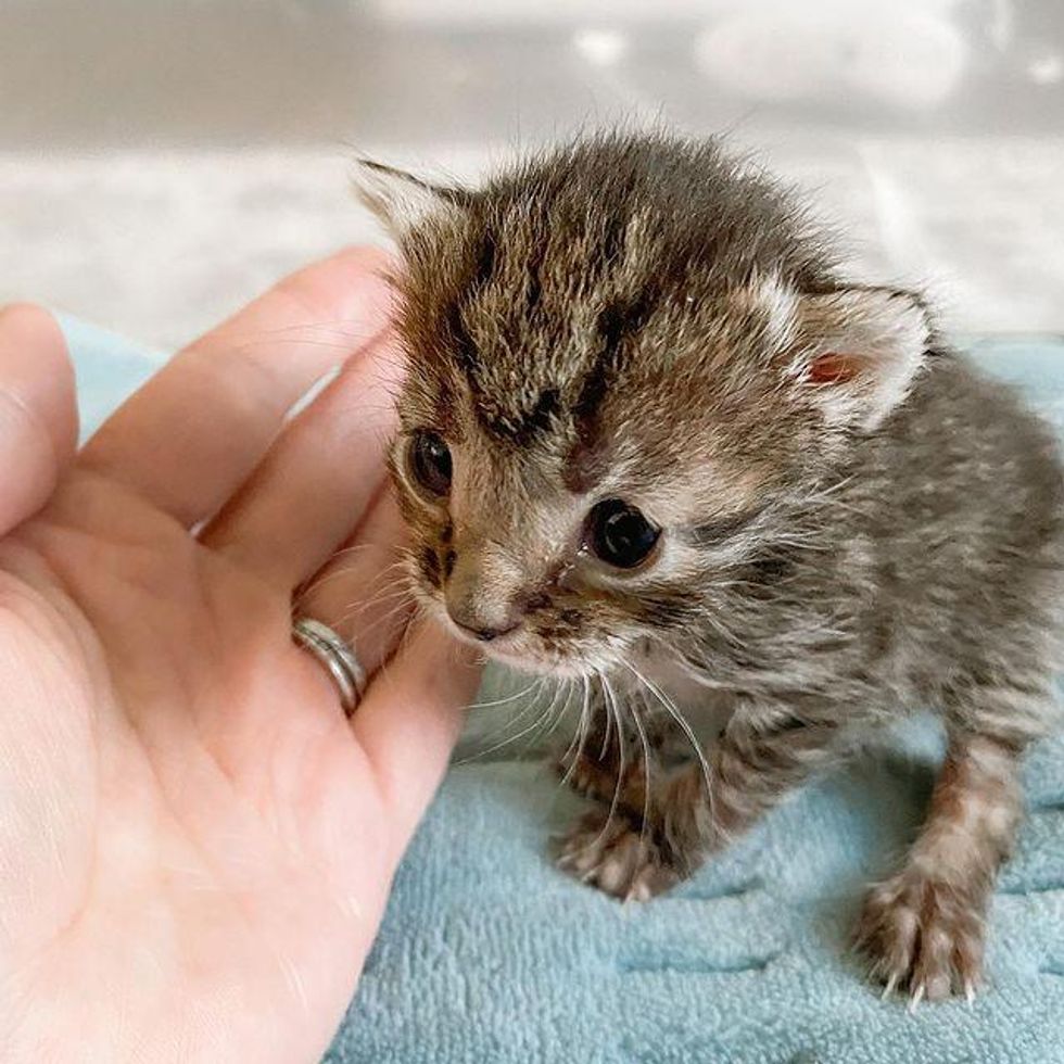 tiny kitten, tabby kitten