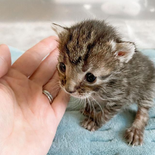 Kitten Who Was Very Small For Her Age Perseveres into a Feisty Personality with So Much to Give Love Meow