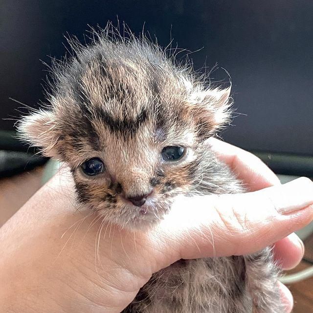 Super store tiny cat