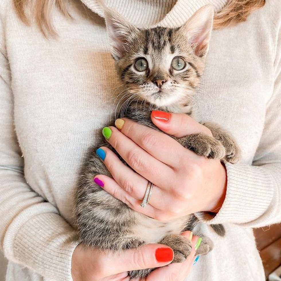 cuddly tabby kitten