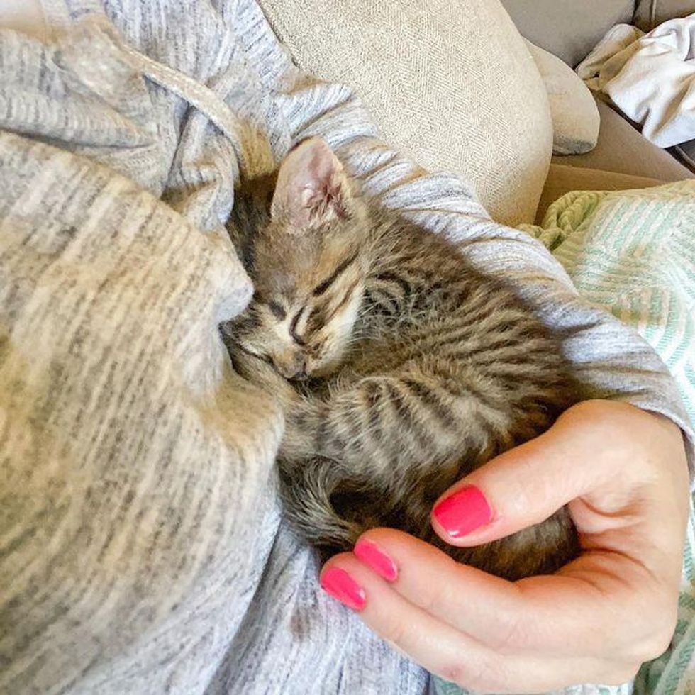 sleepy tabby kitten