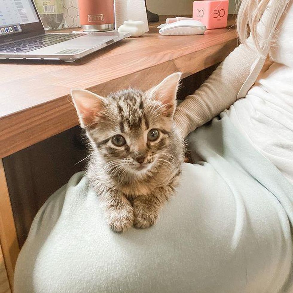 lap kitten