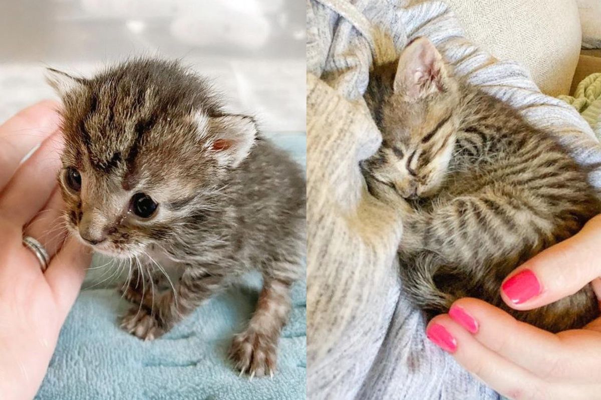 Kitten Who Was Very Small For Her Age, Perseveres into a Feisty Personality with So Much to Give