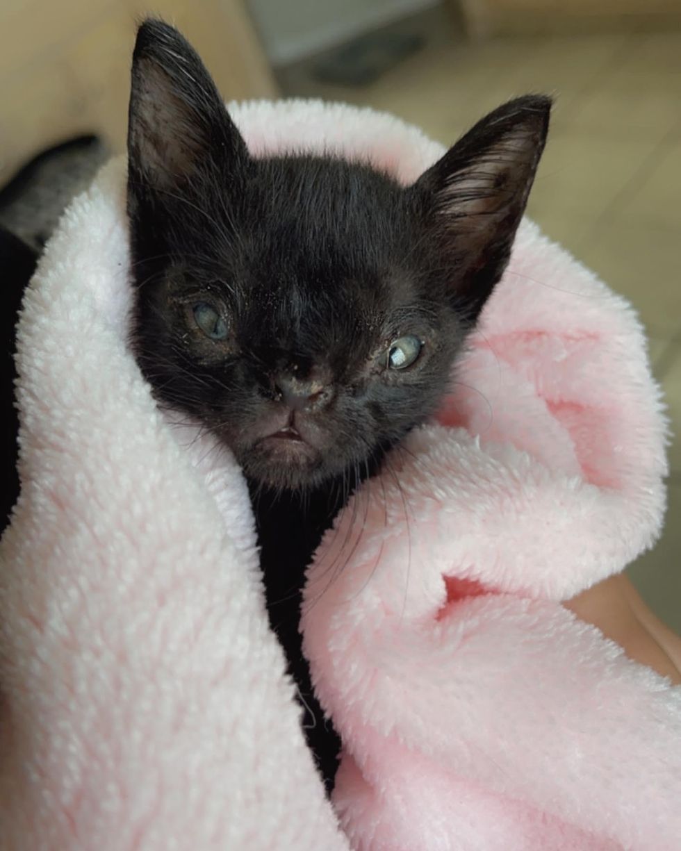 purrito kitten, special kitten