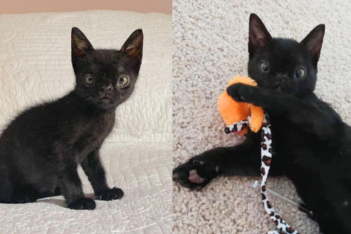 Kitten with Uniquely Perfect Face Left the Street and into Indoor Life, She Couldn't Be Happier