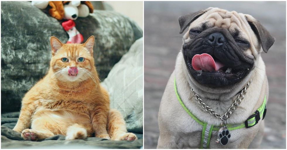16 people share the weird 'quirk' their pet does that no one believes