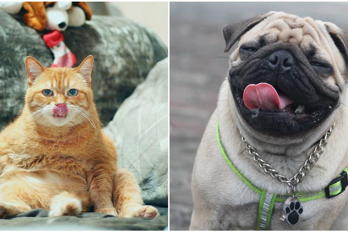 16 people share their pets' quirky behavior - Upworthy