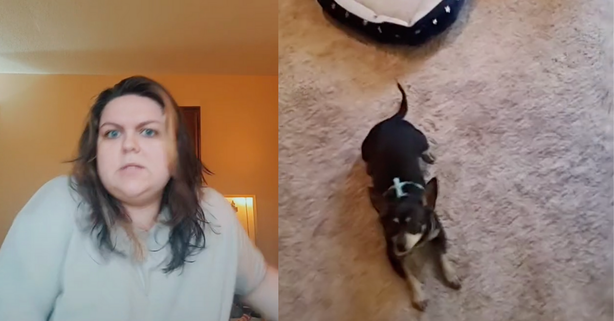 Woman Hilariously Stunned After Realizing Her Newly-Adopted Dog Only Understands Spanish