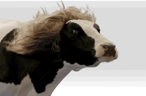 Devin Nunes Quitting Congress To Graze In Trump's Pastures. That's It, That's Your Final Cow Joke.