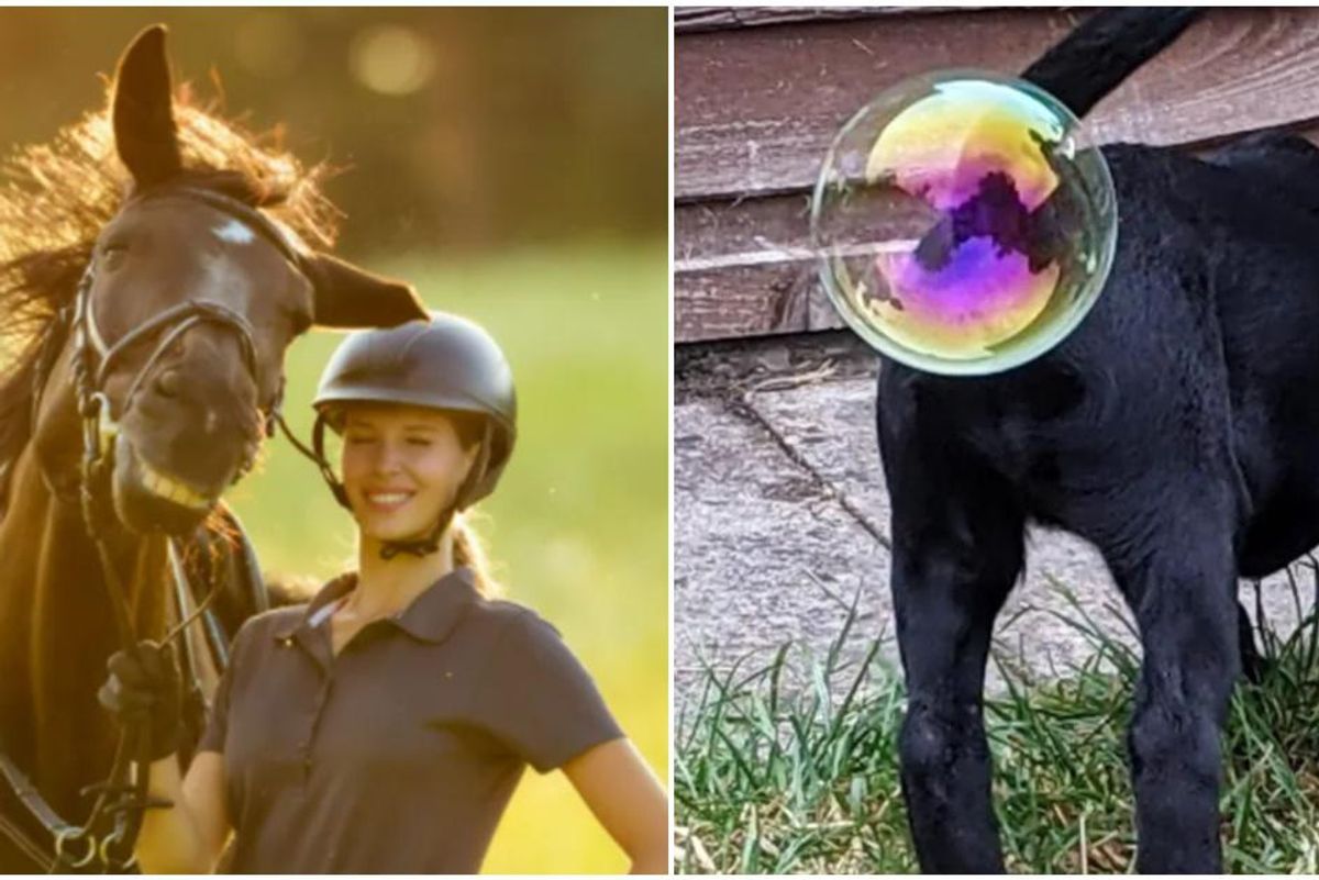 funny pet photos, funny horse, funny dog photos