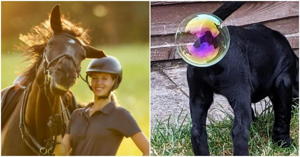 17 outrageous, side-splitting photos from the Comedy Pet Photo Awards