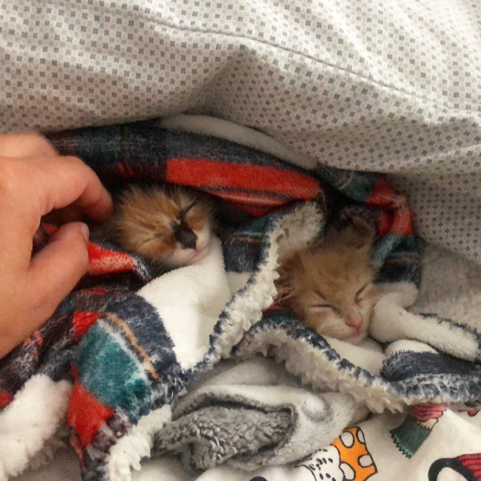 sleepy kittens