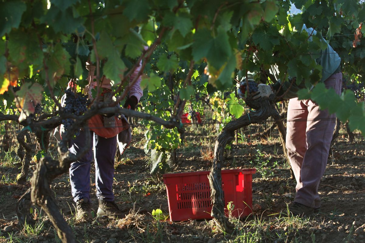 L’Ue equipara il vino alle sigarette: «Fa male alla salute e causa il cancro»