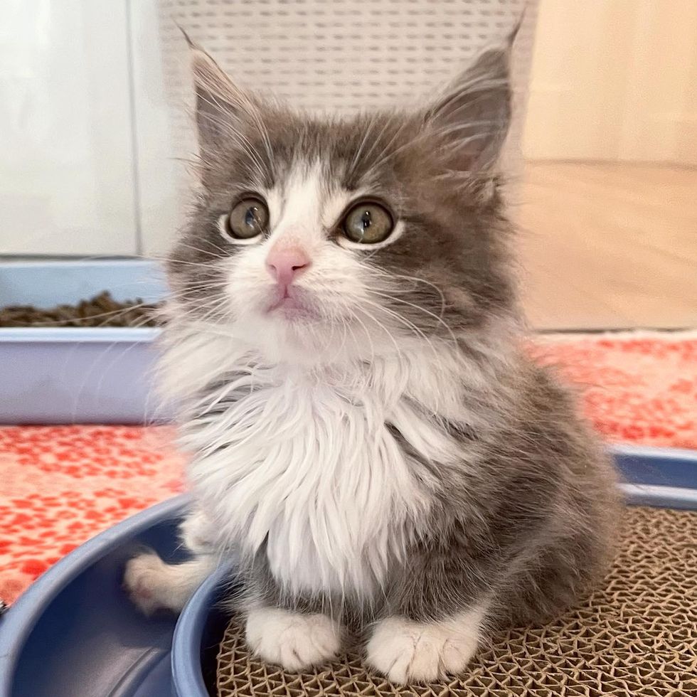 fluffy kitten, special needs