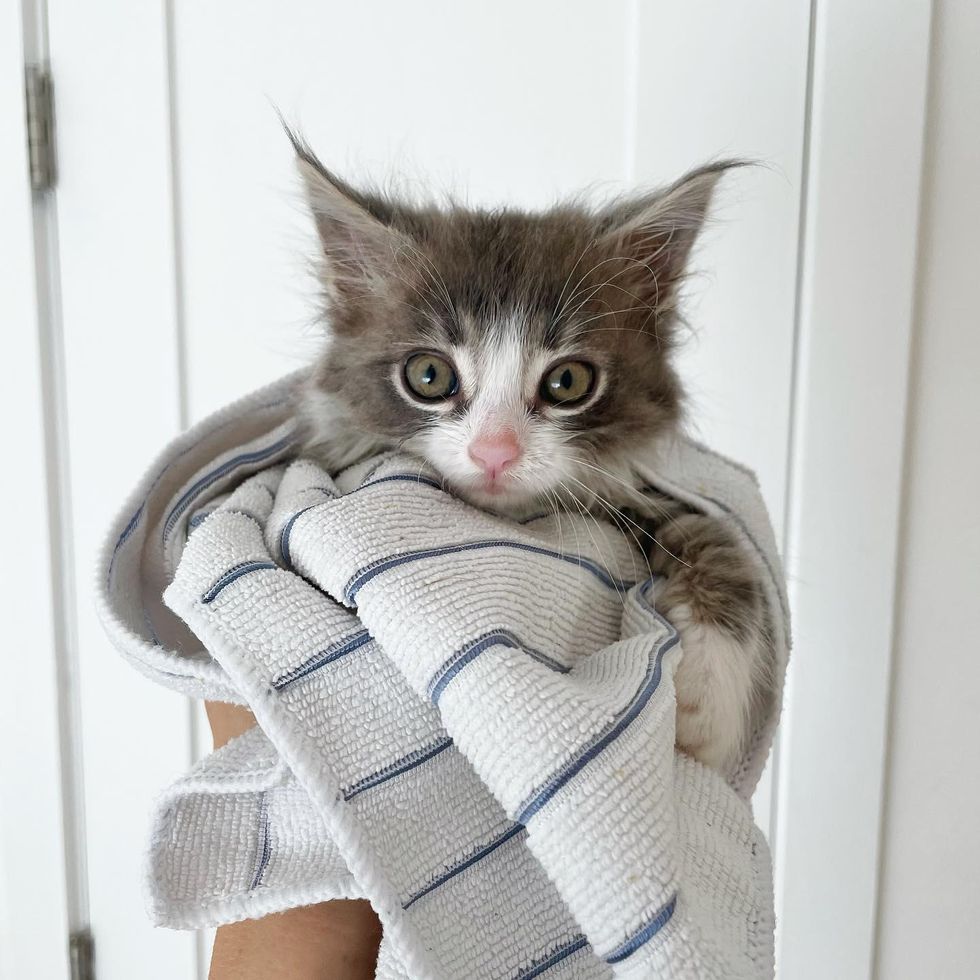 purrito kitten