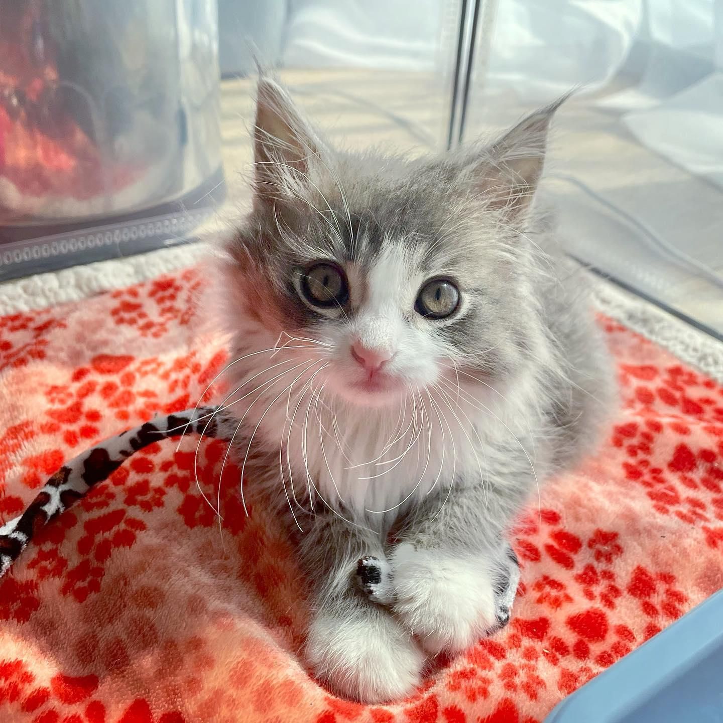 Baby kitten hot sale rescue