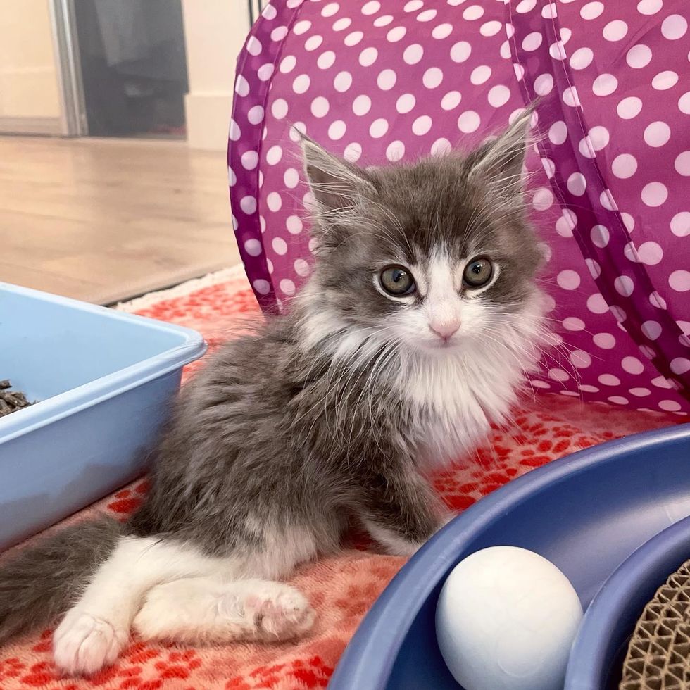 paralyzed kitten, back legs