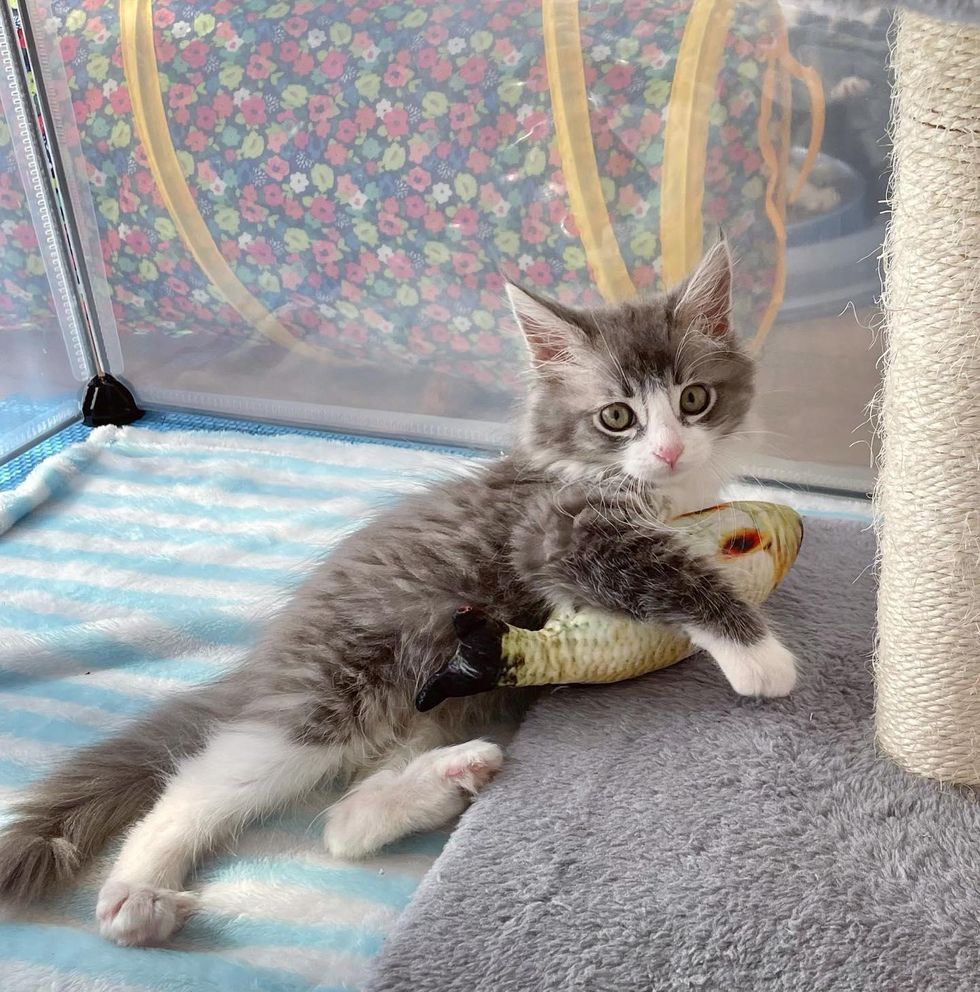 kitten and toy