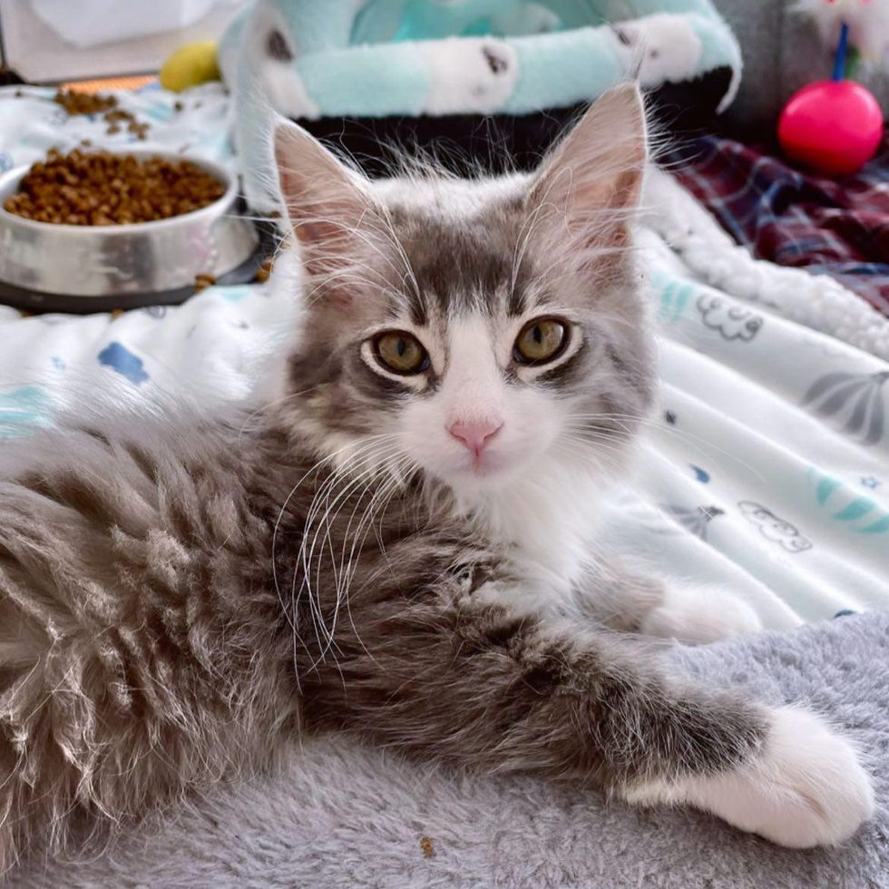 grey kitten archie