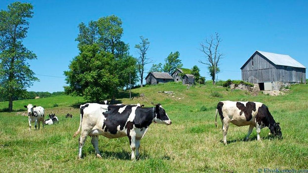 In This Season Of Feasting, Let's Celebrate Agriculture, Not Agribusines