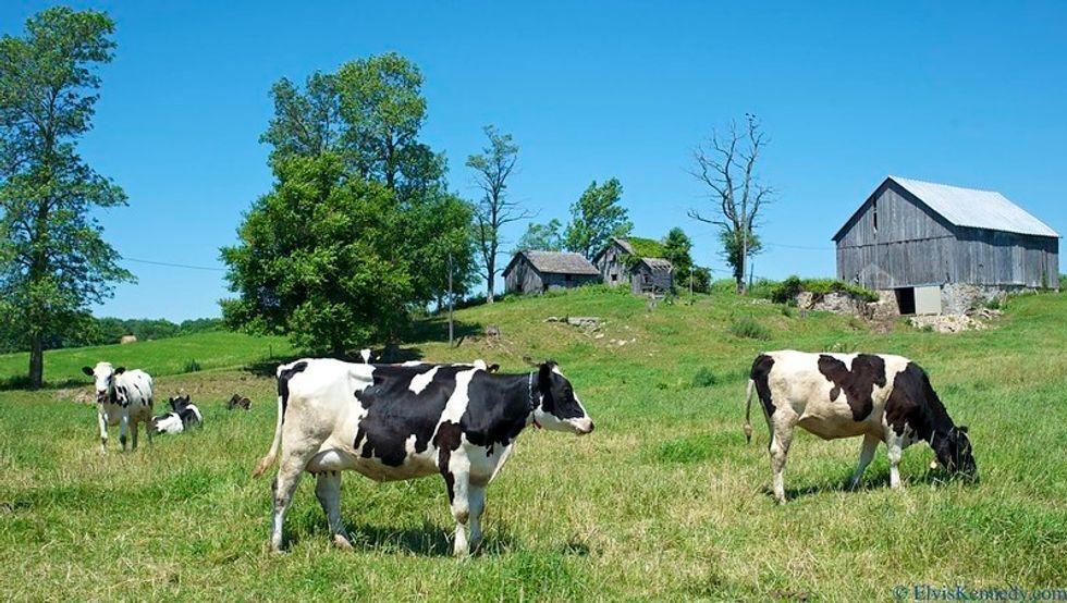 In This Season Of Feasting, Let's Celebrate Agriculture, Not Agribusines