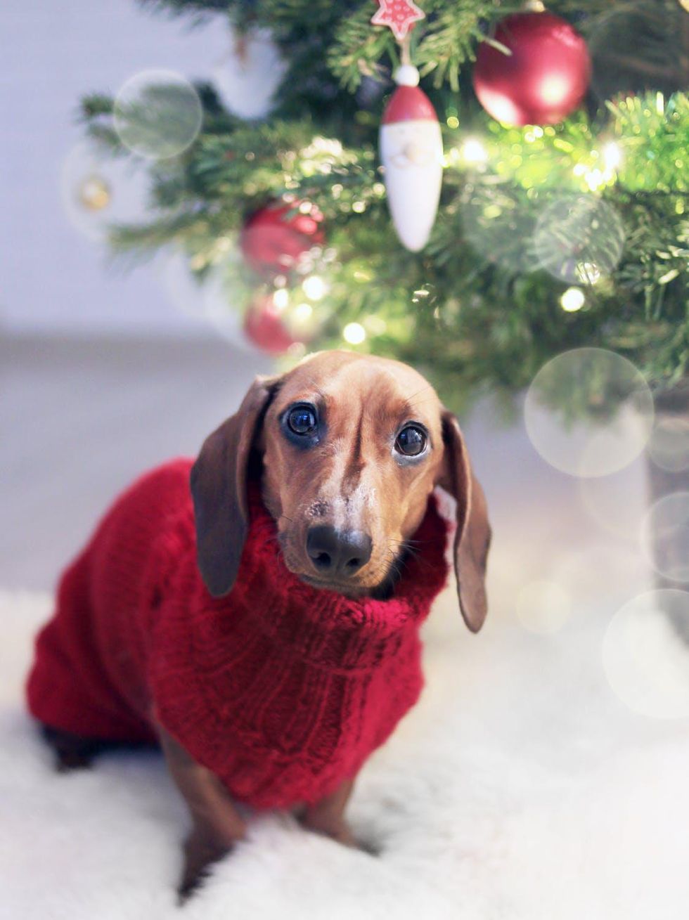 3 Ways To Include Your Furry Friends In The Holiday Fun Too