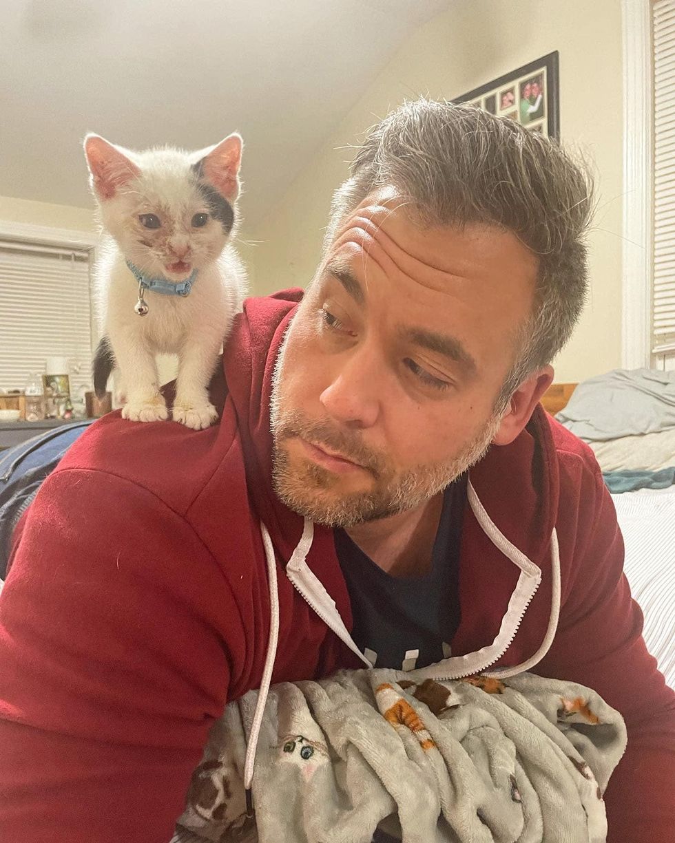 shoulder kitten