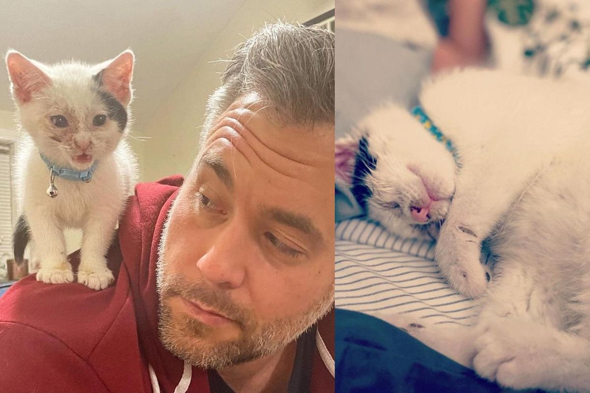 Kitten Turns into Happy Affectionate Shoulder Cat After Family Helps Him See Through Both Eyes