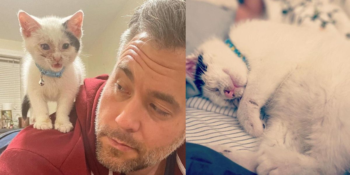 Kitten Turns into Happy Affectionate Shoulder Cat After Family Helps Him See Through Both Eyes - Love Meow Kitten Turns into Happy Affectionate Shoulder Cat After Family Helps Him See Through Both Eyes - Love Meow