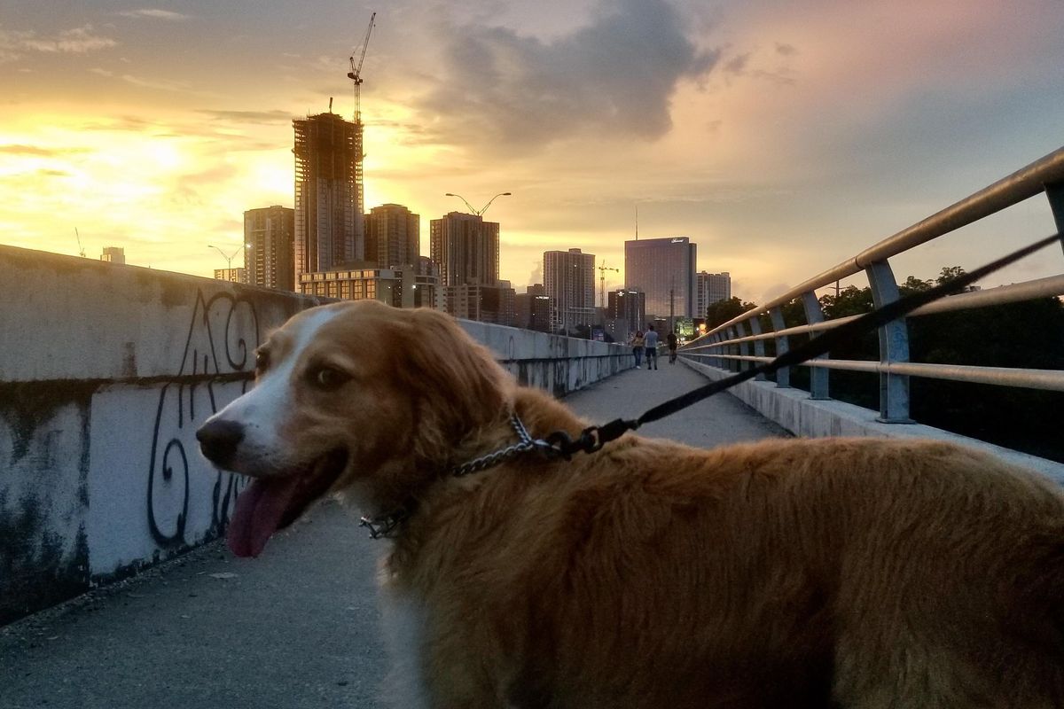 Own a Charlie or Luna? Top pet names of 2021 in Austin released