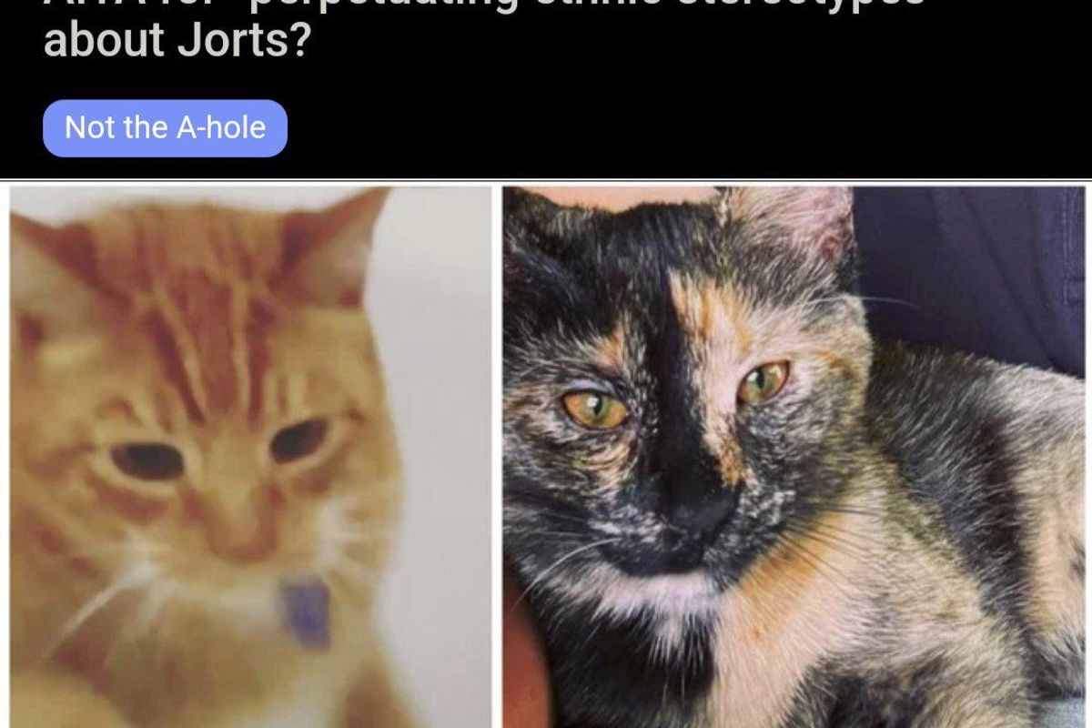 cats, jorts, AITA, Reddit