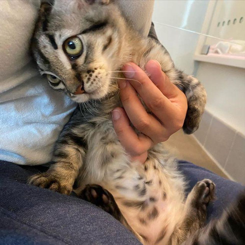 lap cat, tabby kitten
