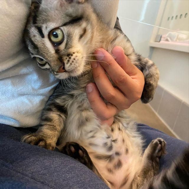 lap cat, tabby kitten