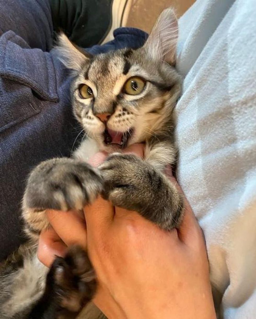 kitten belly rubs